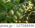 青いミニトマト 127588496