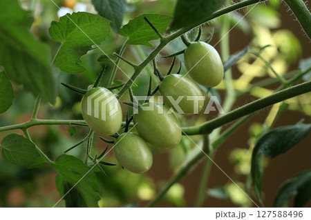 青いミニトマト 127588496