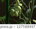 まだ青いミニトマト 127588497