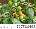 色づき始めたミニトマト 127588498