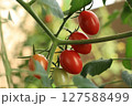赤く色づくミニトマト 127588499
