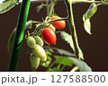 赤く色づく2個のミニトマト 127588500