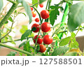 赤く色づく丸いミニトマト_1 127588501