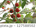 赤く色づく丸いミニトマト_2 127588502