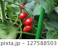 赤く色づく完熟ミニトマト 127588503