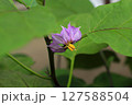 紫色の花を咲かせたナス 127588504