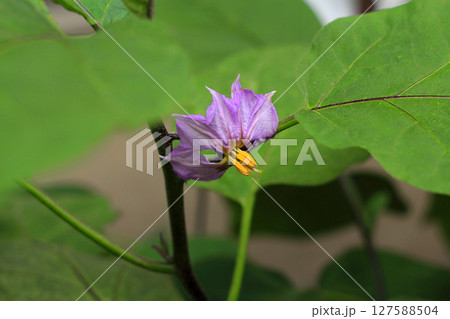 紫色の花を咲かせたナス 紫色の花を咲かせたナス 127588504