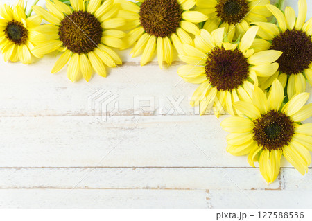 白い木目とひまわりの花の背景 127588536