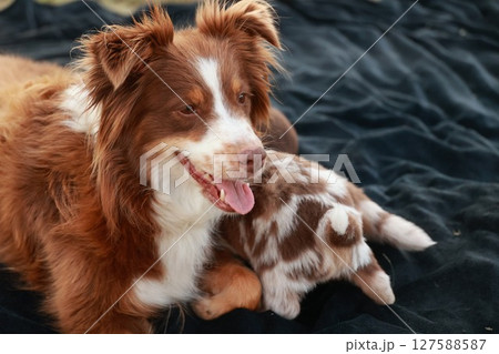 Brown and white dog is laying on a black blanket next to a baby dog Brown and white dog is laying on a black blanket next to a baby dog 127588587