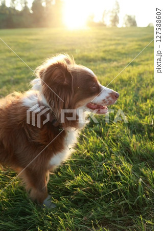 Brown and white dog is standing in a field of grass 127588607