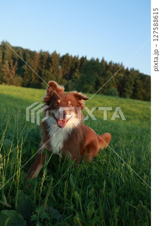 Brown and white dog is sitting in a field of grass 127588615