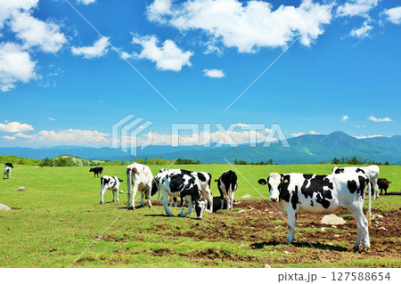 長野県 美ヶ原高原 青空の牧場風景 長野県 美ヶ原高原 青空の牧場風景 127588654