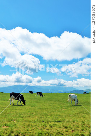 長野県　美ヶ原高原　青空の牧場風景 127588675