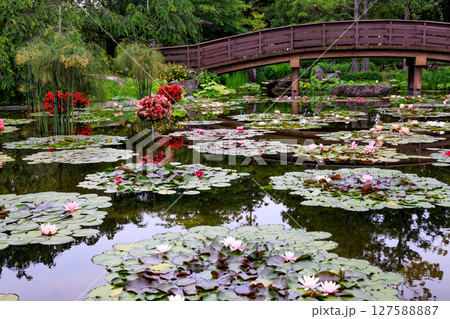 スイレンが美しく浮かぶ庭園の風景 127588887