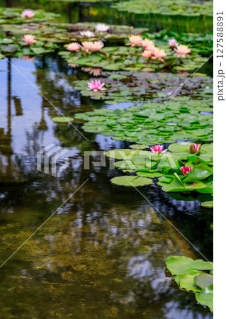 スイレンが美しく浮かぶ庭園の風景 127588891