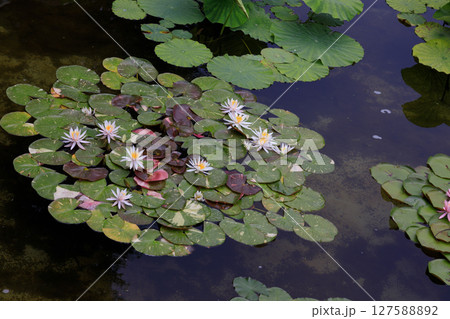 スイレンが美しく浮かぶ庭園の風景 127588892