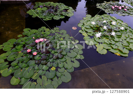 スイレンが美しく浮かぶ庭園の風景 127588901