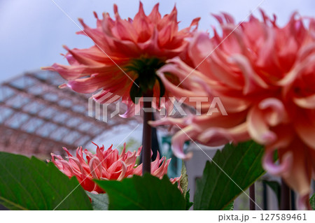 植物園に咲いたダリアの大輪 植物園に咲いたダリアの大輪 127589461
