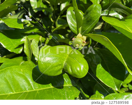 未熟なザボンの果実 127589598
