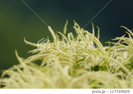 栗の花がキラキラ輝く 127589609