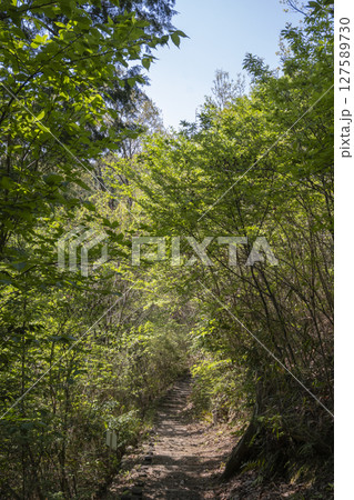 晴れた日の新緑の山道 127589730