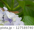 アジサイの花の上にいるトカゲ 127589740