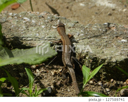 トカゲの後ろ姿 トカゲの後ろ姿 127589741