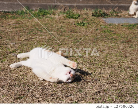 壊れたおもちゃで楽しく遊ぶ可愛いネコ 127590326