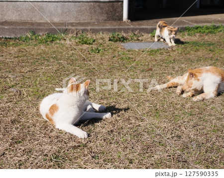 壊れたおもちゃで楽しく遊ぶ可愛いネコ 壊れたおもちゃで楽しく遊ぶ可愛いネコ 127590335