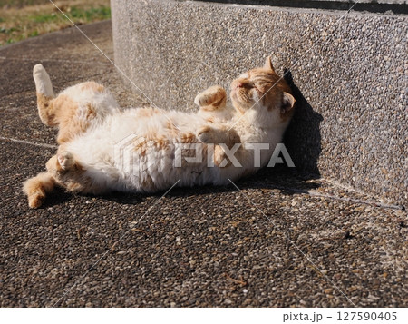 壊れたおもちゃで楽しく遊ぶ可愛いネコ 127590405