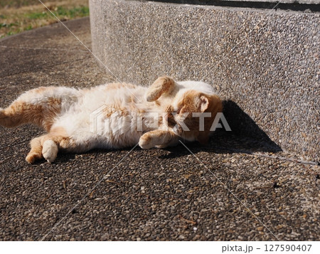 壊れたおもちゃで楽しく遊ぶ可愛いネコ 127590407