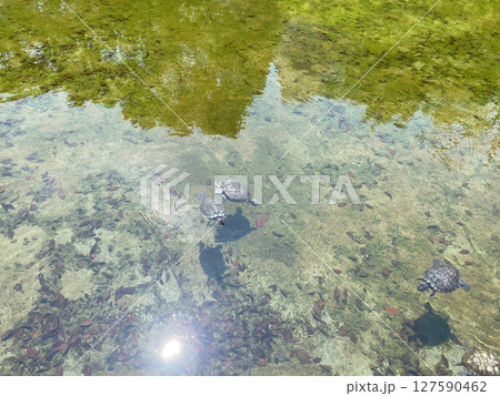 池で泳ぐカメ 水面に浮かぶ亀の姿 127590462