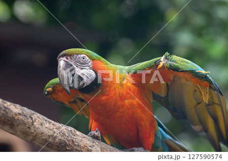 羽を広げるコンゴウインコ 羽を広げるコンゴウインコ 127590574