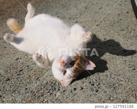 壊れたおもちゃで無邪気に遊ぶネコ 127591188