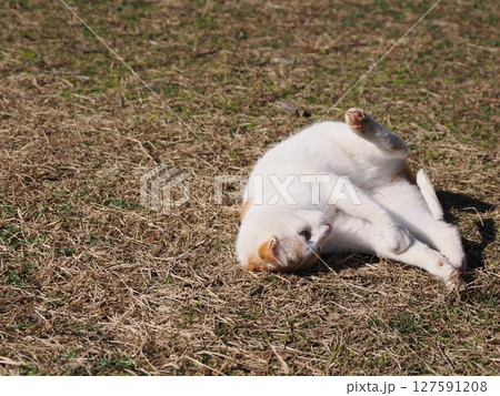 壊れたおもちゃで無邪気に遊ぶネコ 127591208