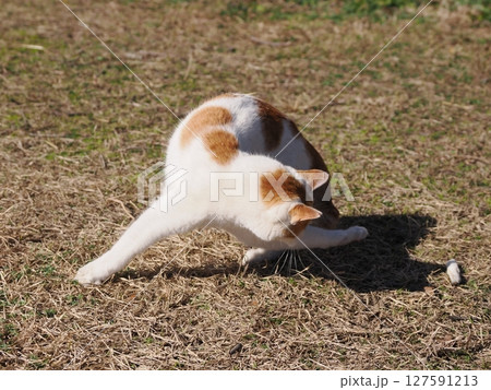 壊れたおもちゃで無邪気に遊ぶネコ 127591213