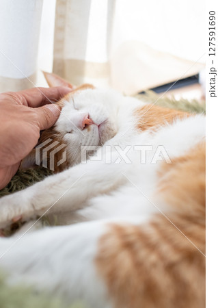 猫を撫でる 茶トラ白 猫を撫でる 茶トラ白 127591690