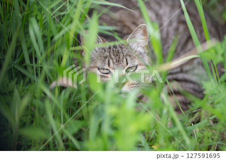 茂みに隠れる野良猫　キジトラ猫 127591695