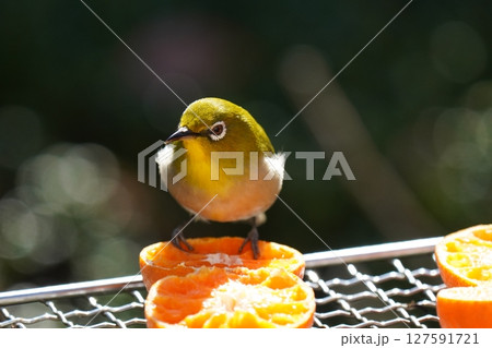 美味しいミカンを食べる可愛いメジロ 127591721