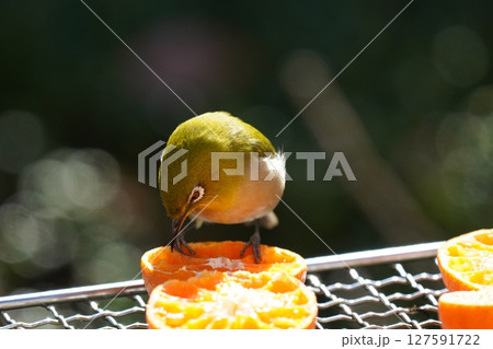 美味しいミカンを食べる可愛いメジロ 127591722