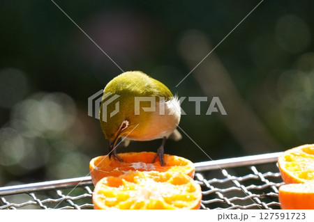 美味しいミカンを食べる可愛いメジロ 美味しいミカンを食べる可愛いメジロ 127591723
