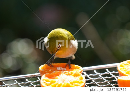 美味しいミカンを食べる可愛いメジロ 127591733