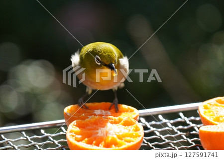 美味しいミカンを食べる可愛いメジロ 美味しいミカンを食べる可愛いメジロ 127591741