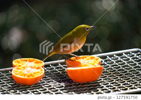 美味しいミカンを食べる可愛いメジロ 127591750
