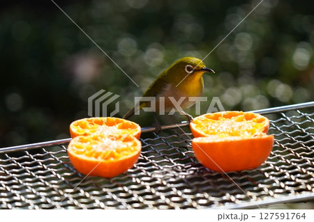 美味しいミカンを食べる可愛いメジロ 美味しいミカンを食べる可愛いメジロ 127591764