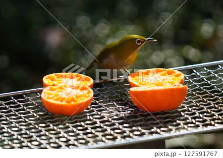 美味しいミカンを食べる可愛いメジロ 美味しいミカンを食べる可愛いメジロ 127591767