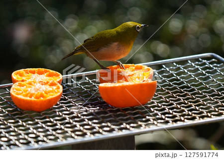 美味しいミカンを食べる可愛いメジロ 美味しいミカンを食べる可愛いメジロ 127591774