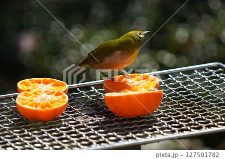 美味しいミカンを食べる可愛いメジロ 127591782