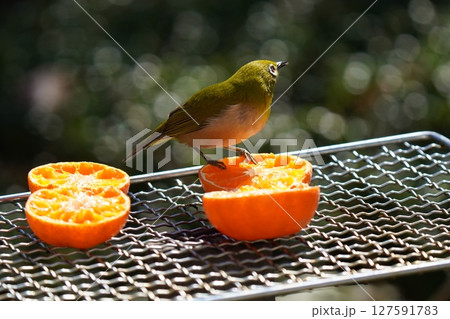 美味しいミカンを食べる可愛いメジロ 127591783