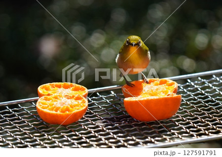 美味しいミカンを食べる可愛いメジロ 127591791